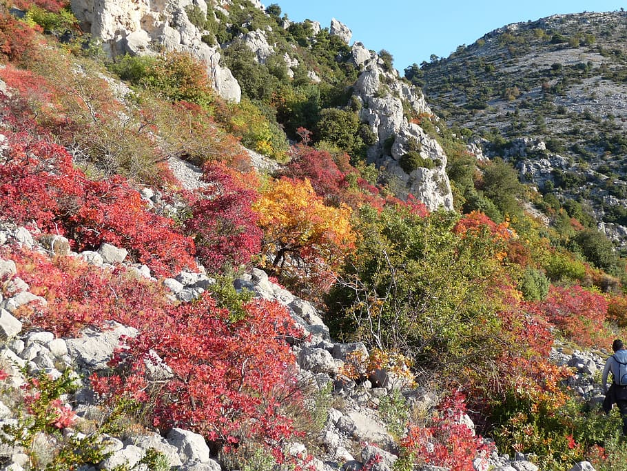 Foliage, Fall, Trees, Nature, autumn, landscape, outdoors, scenics HD wallpaper
