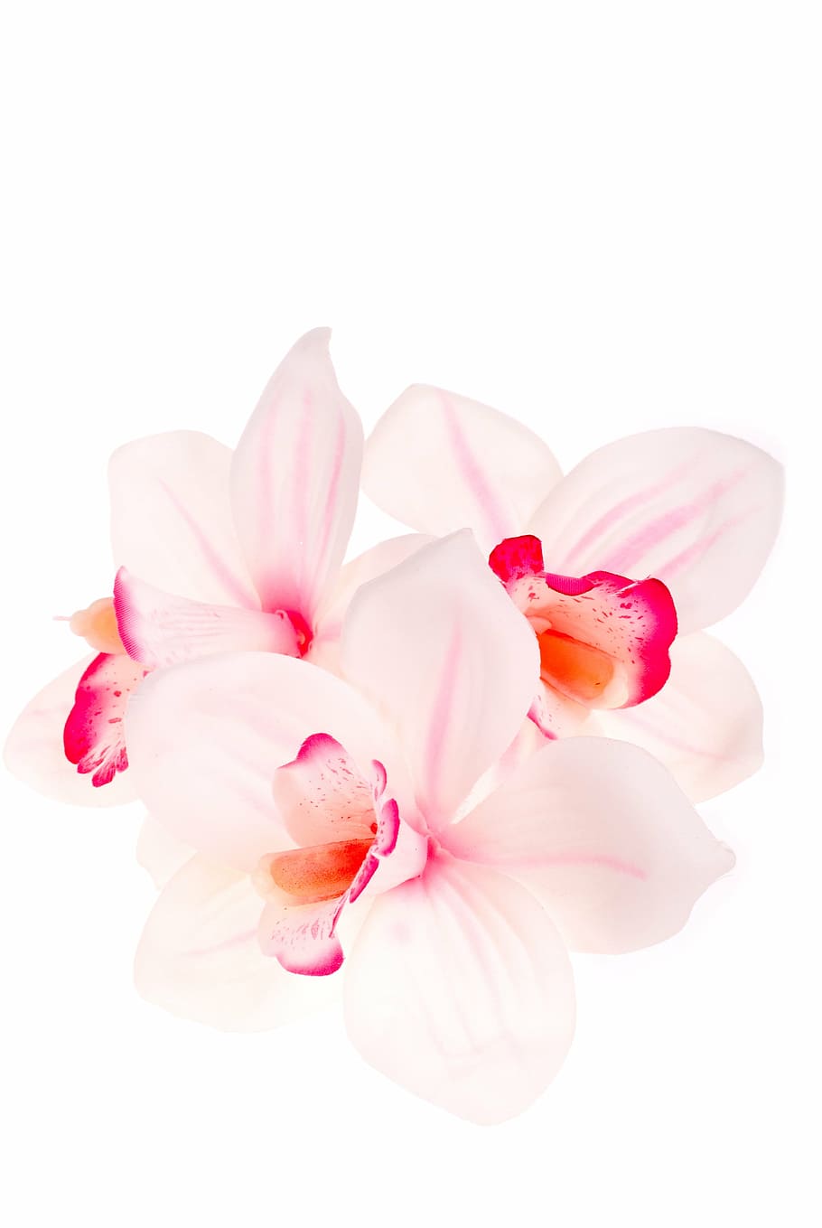 close-up photo of white and pink petaled flower, orchid, imitation HD wallpaper
