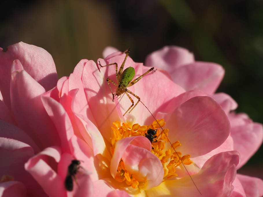 grasshopper, ant, flower, rose, summer, garden, insect, colorful HD wallpaper