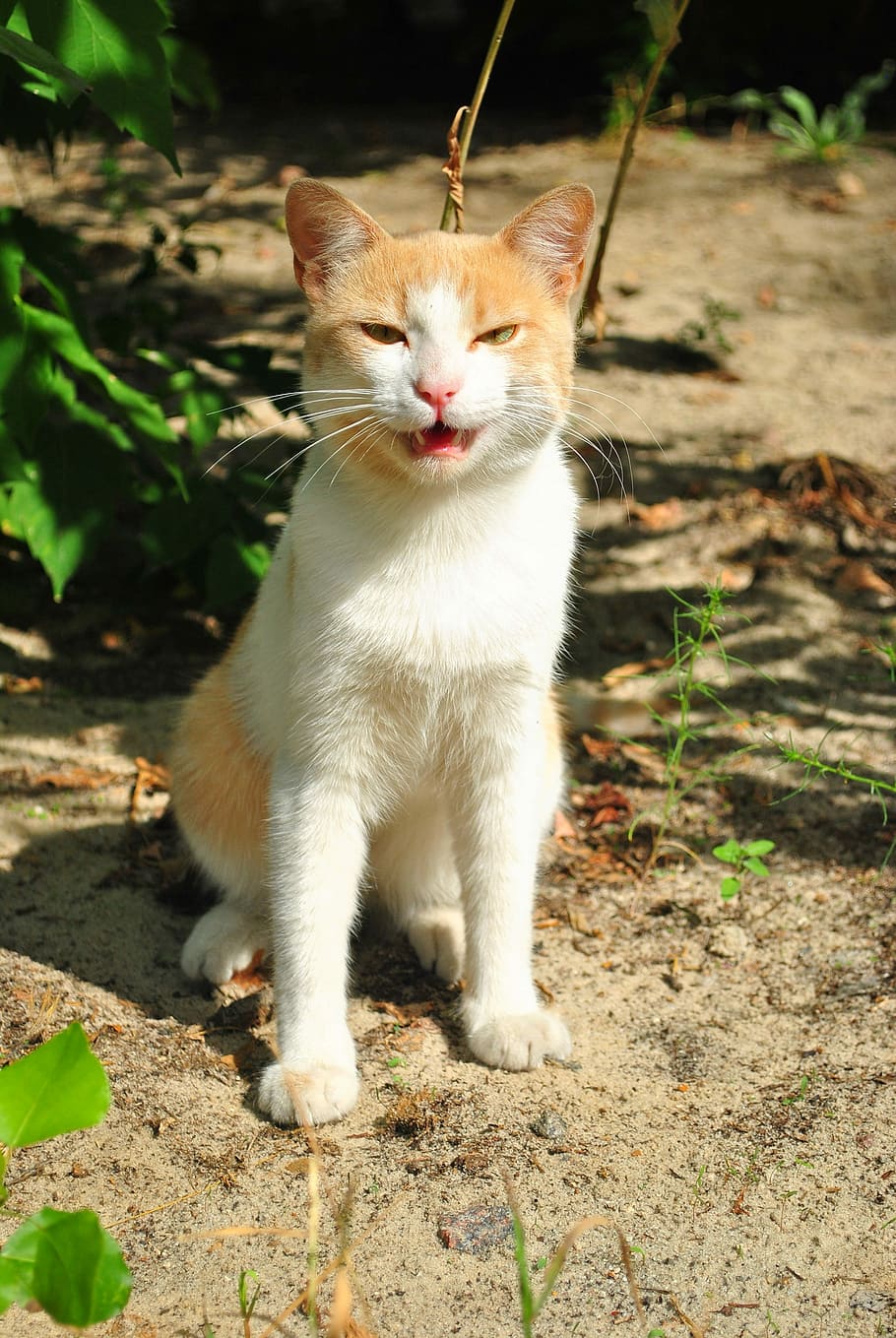 Cats, Animal, Muzzle, muzzle cat, one animal, domestic cat HD wallpaper