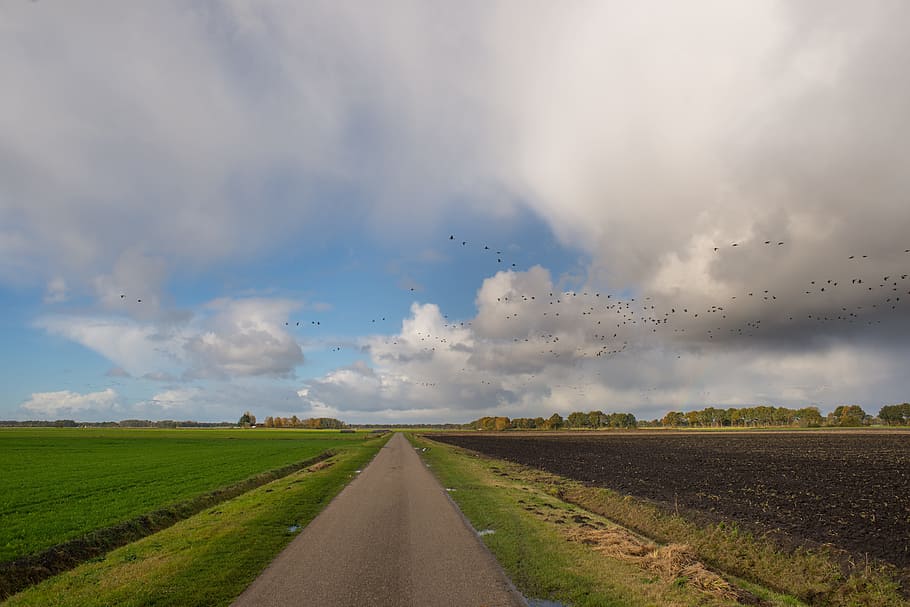 Road, Dutch, Flat, Netherlands, sky, geese, flying, nature HD wallpaper