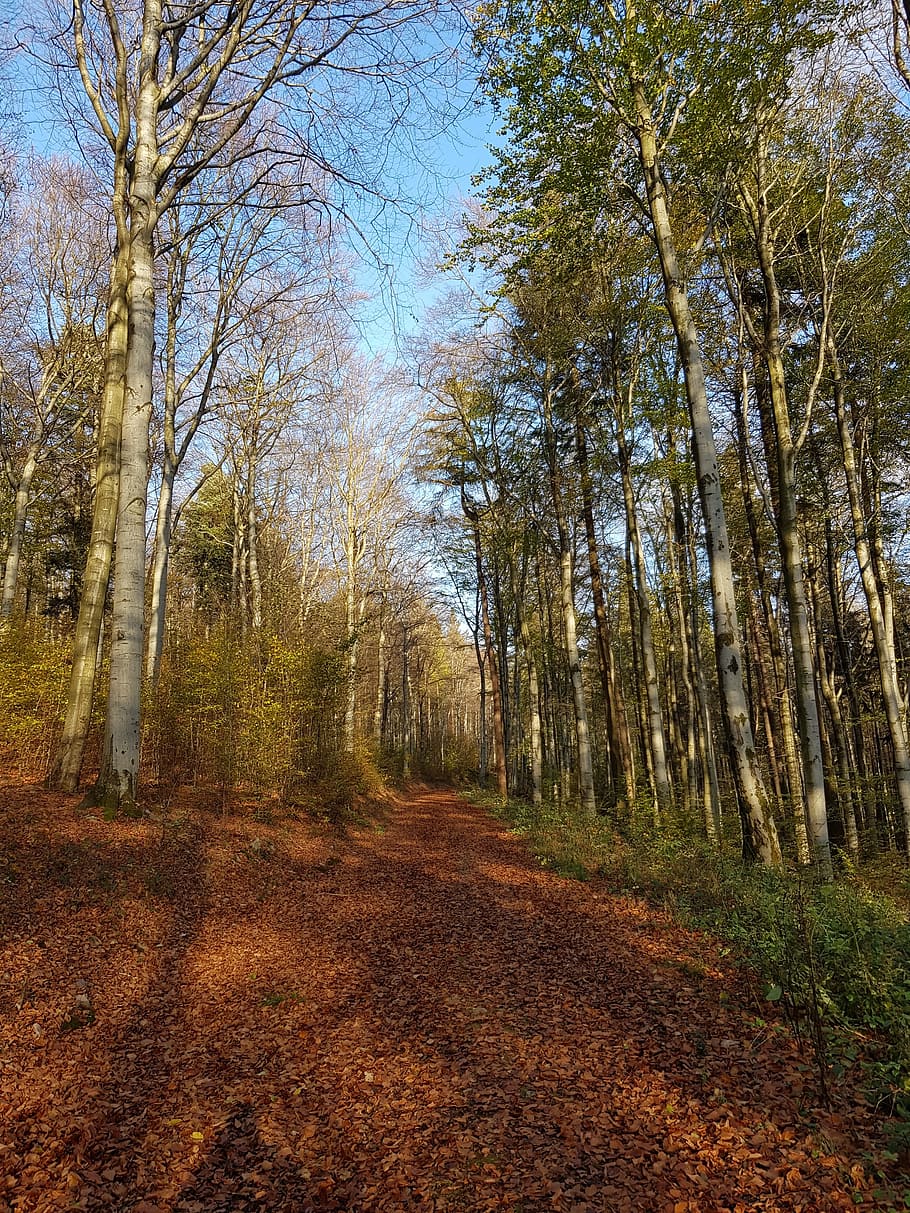forest, fall foliage, autumn, leaves, forest path, tree, plant HD wallpaper