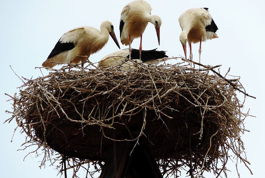 rust, lake neusiedl, stork, white stork, nest, bird, group of animals, HD wallpaper