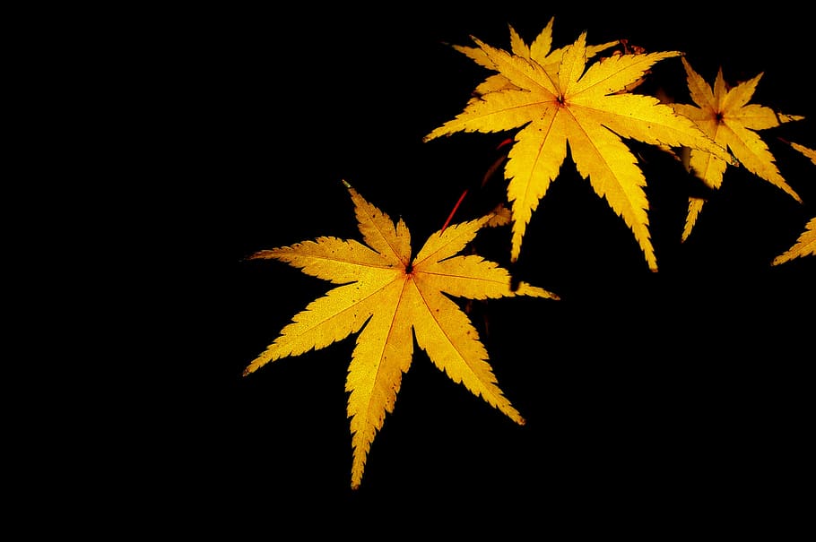 yellow leaves with black background, tabitha, nature, plants, HD wallpaper