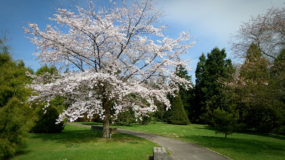 cherry blossoms in between trees, garden, spring, nature, botanical garden HD wallpaper