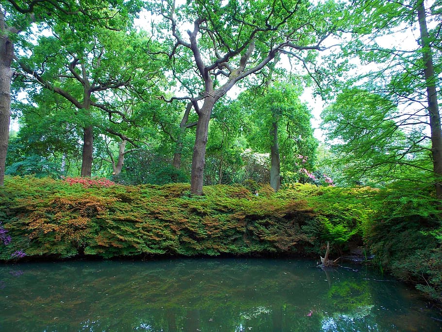 landscape, nature, water, flowers, countryside, daylight, environment HD wallpaper