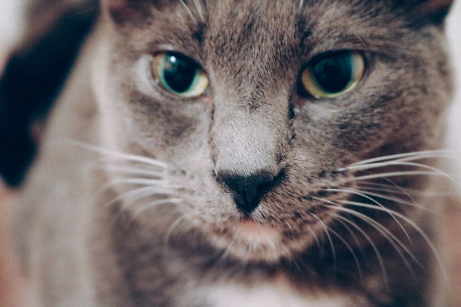 Her Highness Bellini, short-haired gray cat, animal, grey, close up HD wallpaper