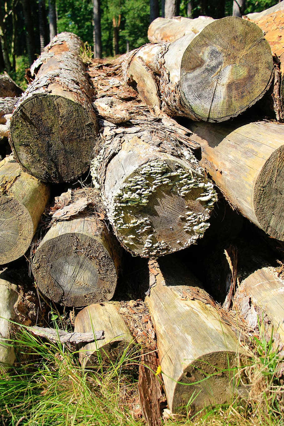 Tree, Trunks, Nature, Wood, Environment, timber, tree trunk HD wallpaper