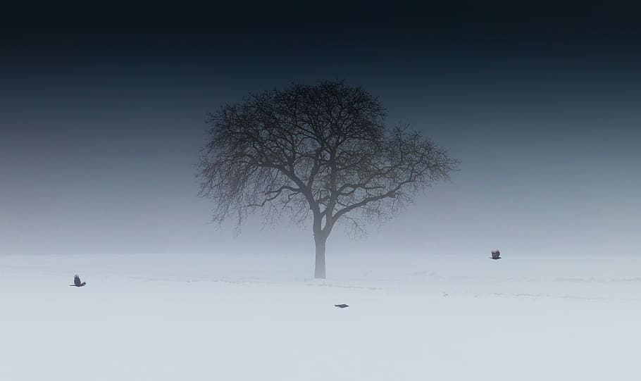 green leafed tree, silhouette of tree, mist, lone, snow, winter HD wallpaper