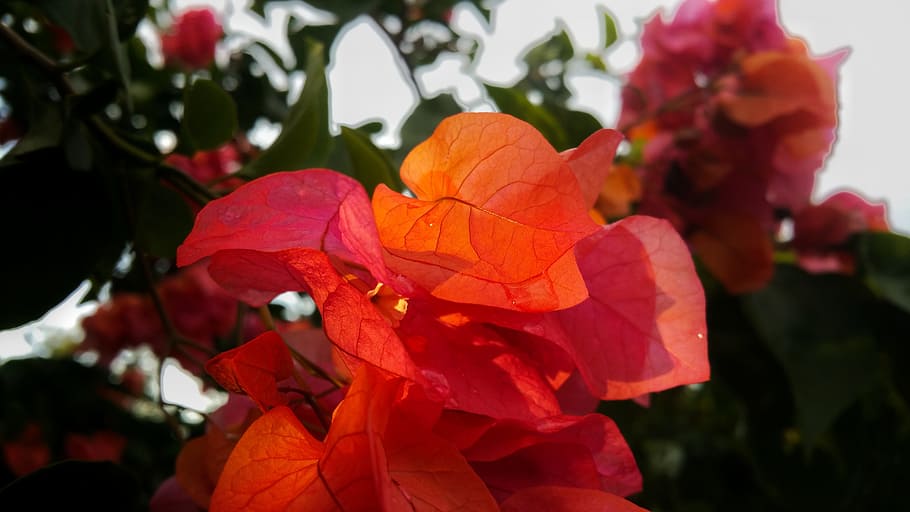 leaves, red, bright colors, leafs, plant, beauty in nature HD wallpaper
