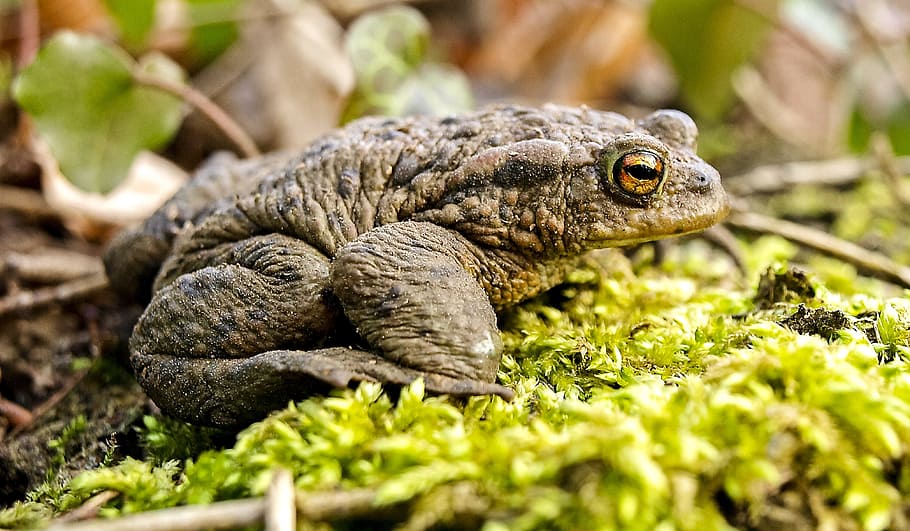 Common Toad, Amphibians, Nature, animal, one animal, reptile HD wallpaper