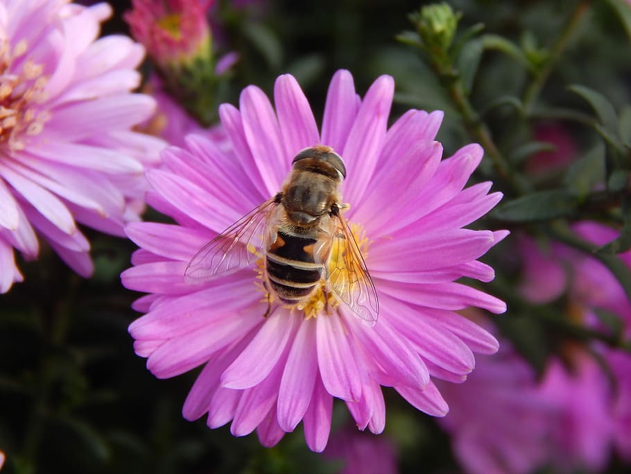 bee, pink flower, pollinate, insect, spring, summer, plants HD wallpaper