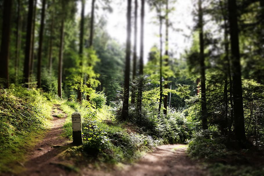 green forest, pathway, sun, trees, woodland, nature, no people HD wallpaper