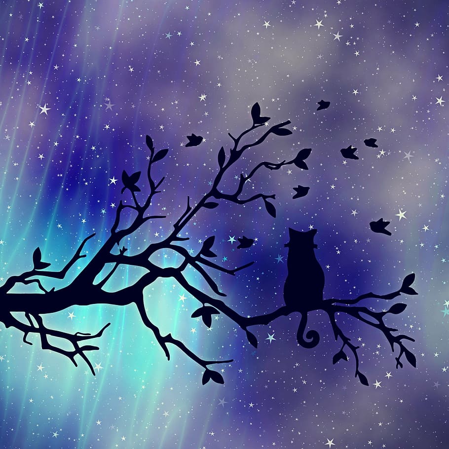 silhouette of cat on tree, texture, background, night sky, evening sky