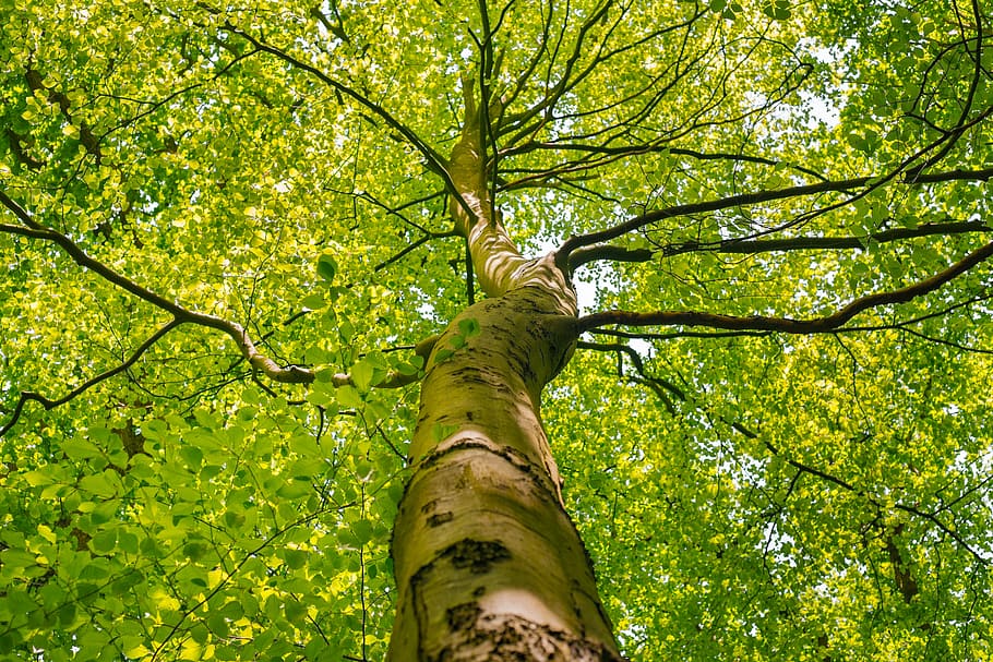 low angle photo of brown tree, tree crown, spring, green, nature HD wallpaper
