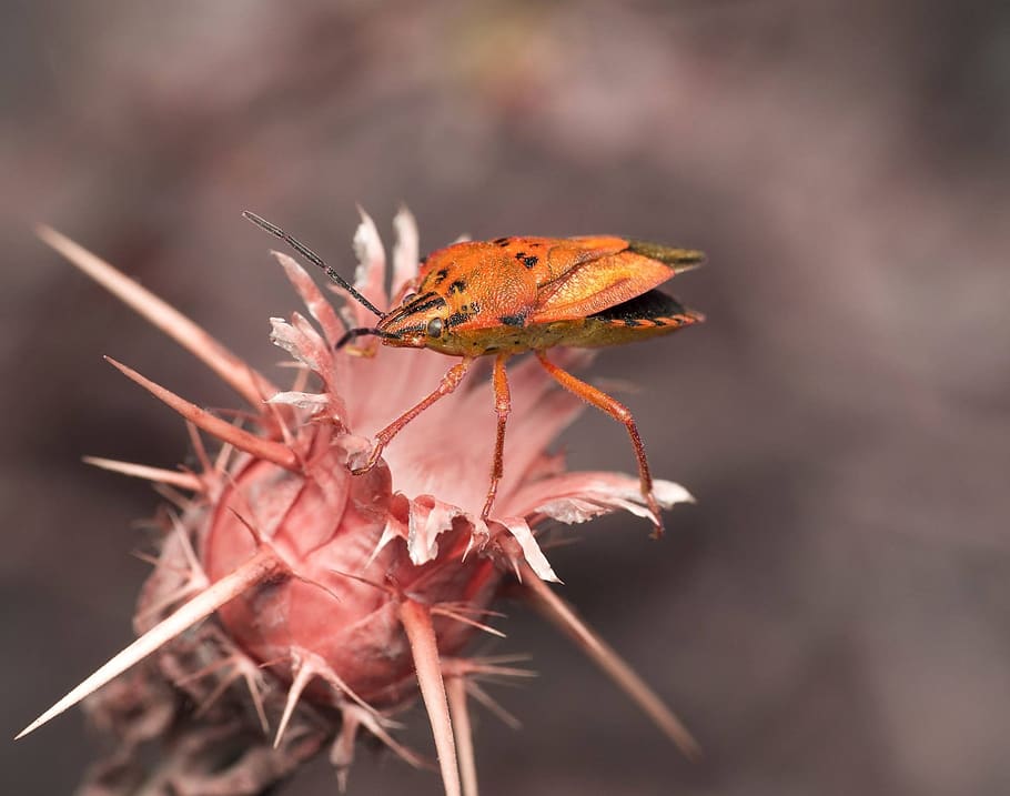 nature, leaf, flora, outdoors, insect, bug, macro, animal themes HD wallpaper