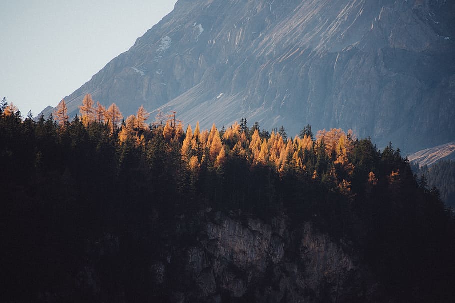 mountain and pine trees landscape, landscape photo of mountain with pine trees HD wallpaper