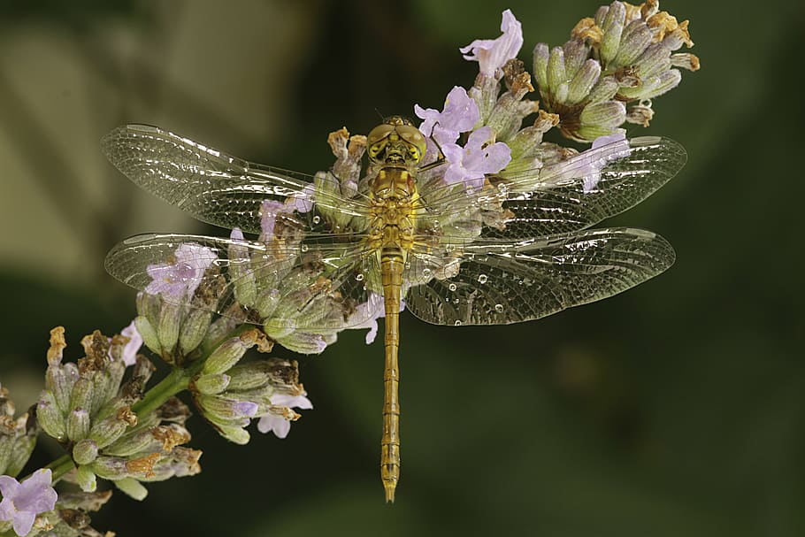 dragonfly, nature, insect, flower, one animal, fragility, plant HD wallpaper