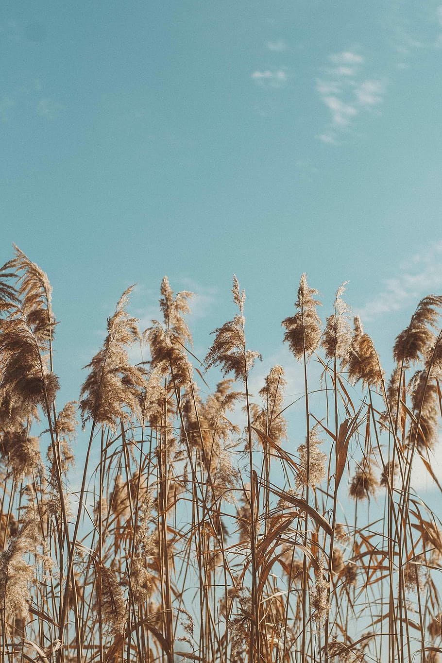 wheat grass, blue sky, minimal, nature, tall grass, plant, growth HD wallpaper