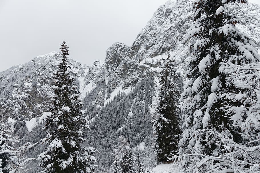 Winter, Snow, Forest, Mountains, Cold, grey, south tyrol, italy HD wallpaper