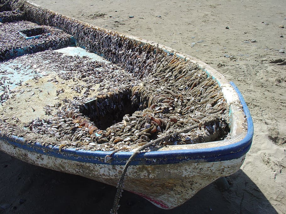 boat, crustacean, beach, macro, close, ocean, sea-life, sea animal HD wallpaper