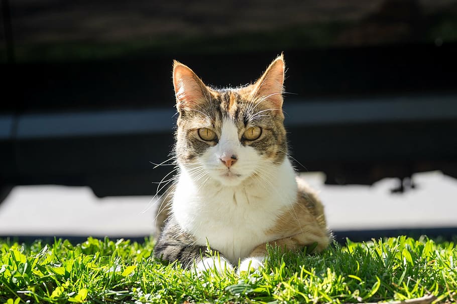 brown and white cat laying on grass, face, portrait, pet, domestic HD wallpaper