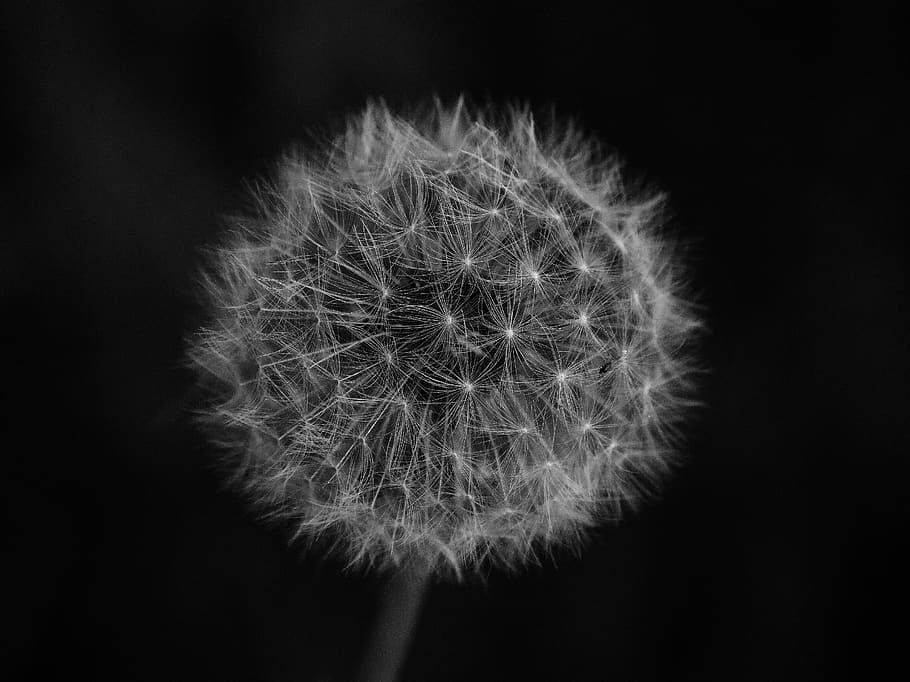 dandelion, sw, black and white, meadow, nature, wild flower