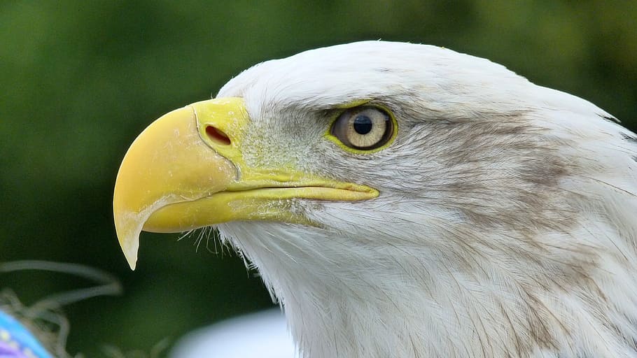 selective focus photography of bald eagle, adler, white tailed eagle HD wallpaper