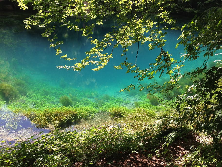 blautopf, blaubeuren, source, water, plant, tree, nature, beauty in nature HD wallpaper