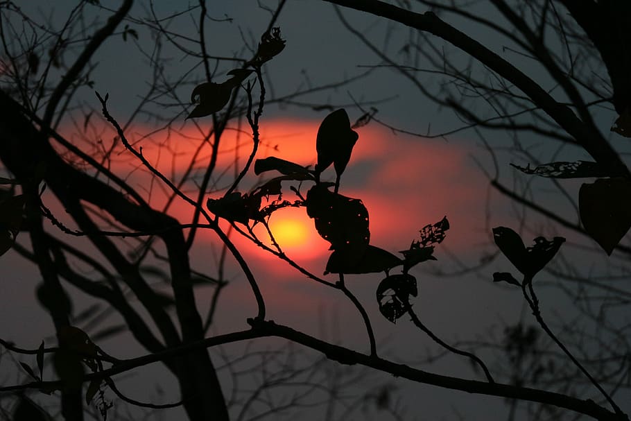 Contrasting sunset, silhouette of bare tree during sunset, pink HD wallpaper