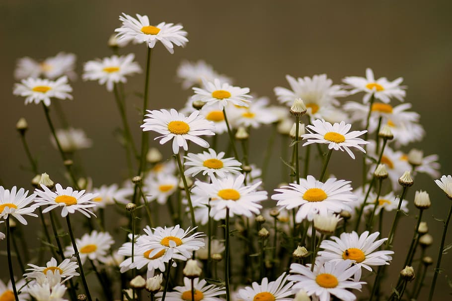 daisy, flower, white, plant, nature, petal, flower head, fragility HD wallpaper