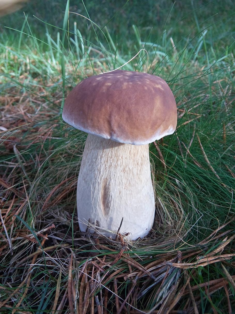 mushroom, field, forest, grass, plant, fungus, land, vegetable HD wallpaper