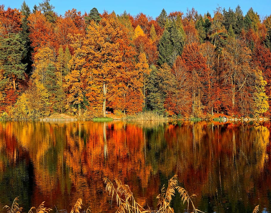 lake sorrounded by trees, brown and green leaf trees near body of water HD wallpaper