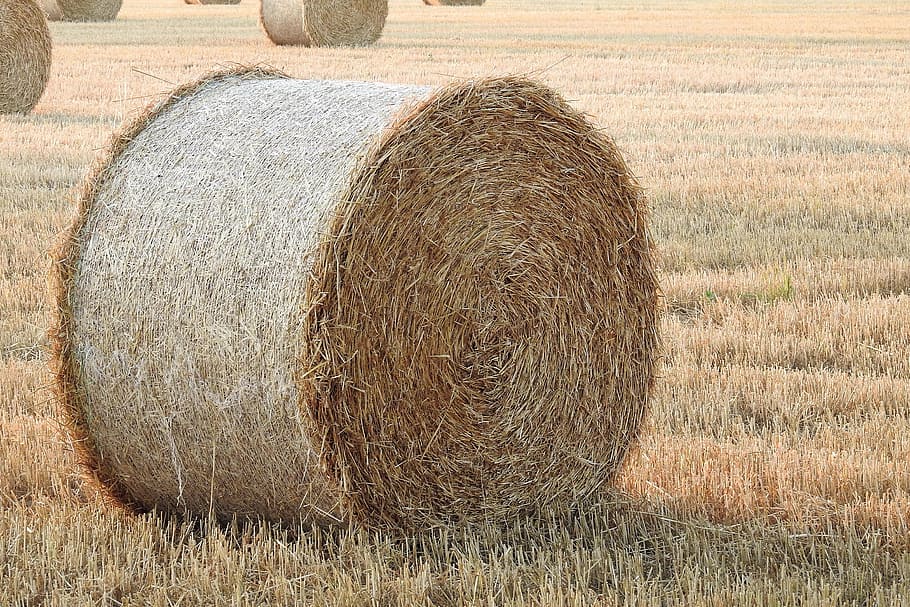 straw bales, stubble, summer, round bales, hay, field, agriculture