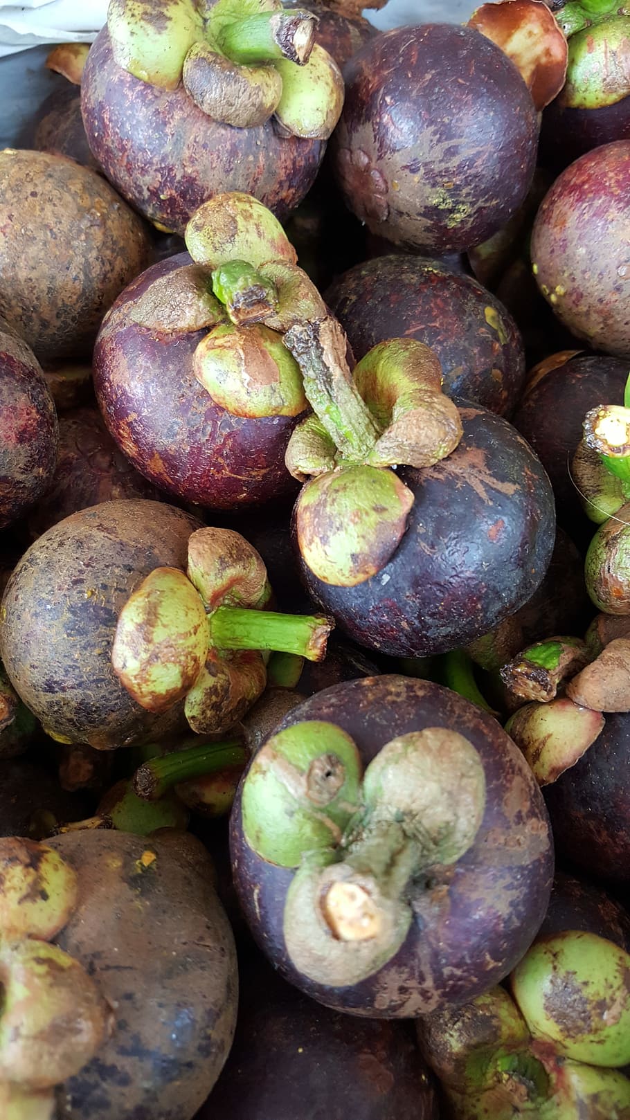 152 Mangosteen Trees Stock Photos - Free & Royalty-Free Stock Photos from  Dreamstime