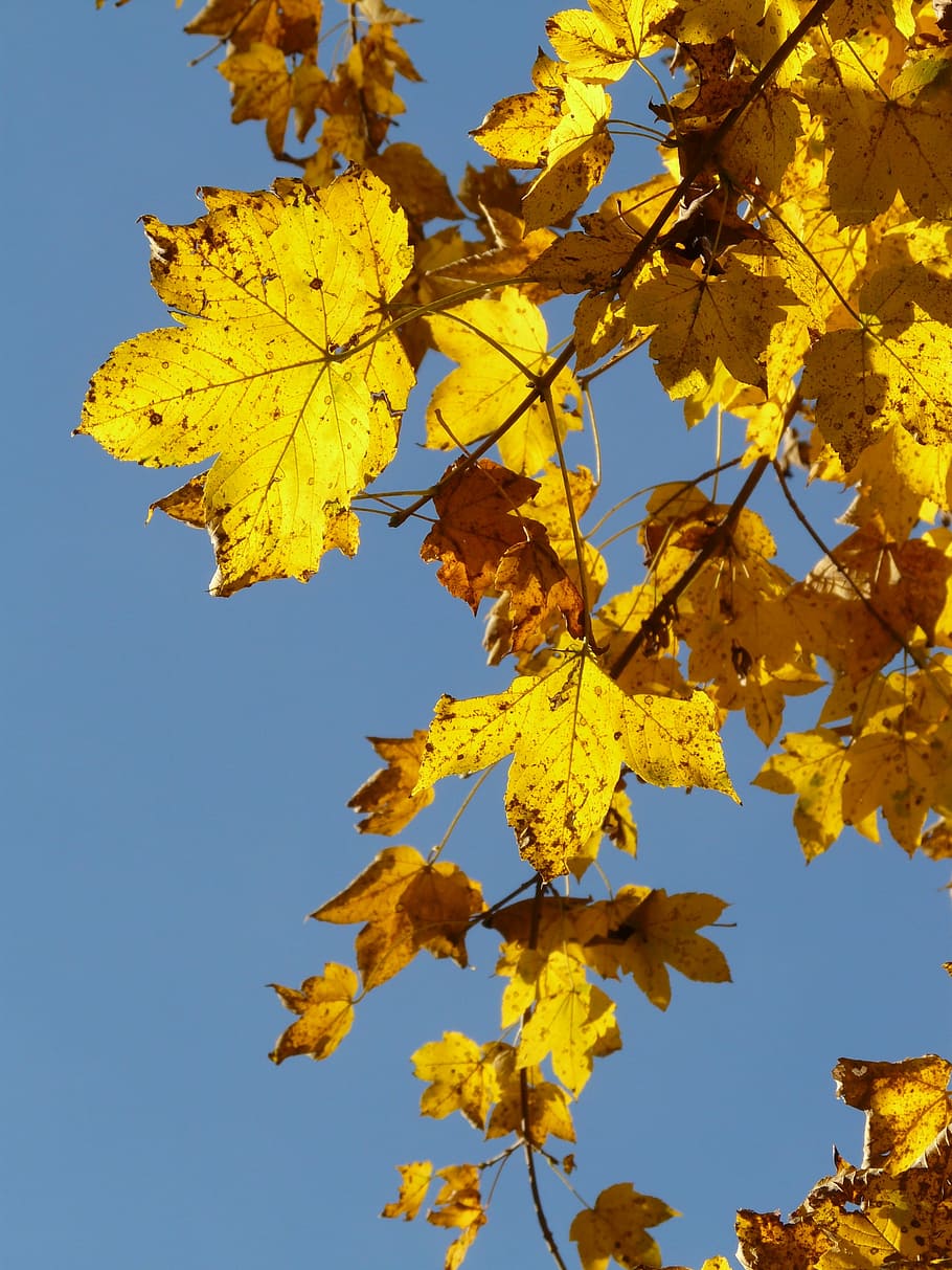 Mountain Maple, Acer Pseudoplatanus, deciduous tree, golden autumn HD wallpaper