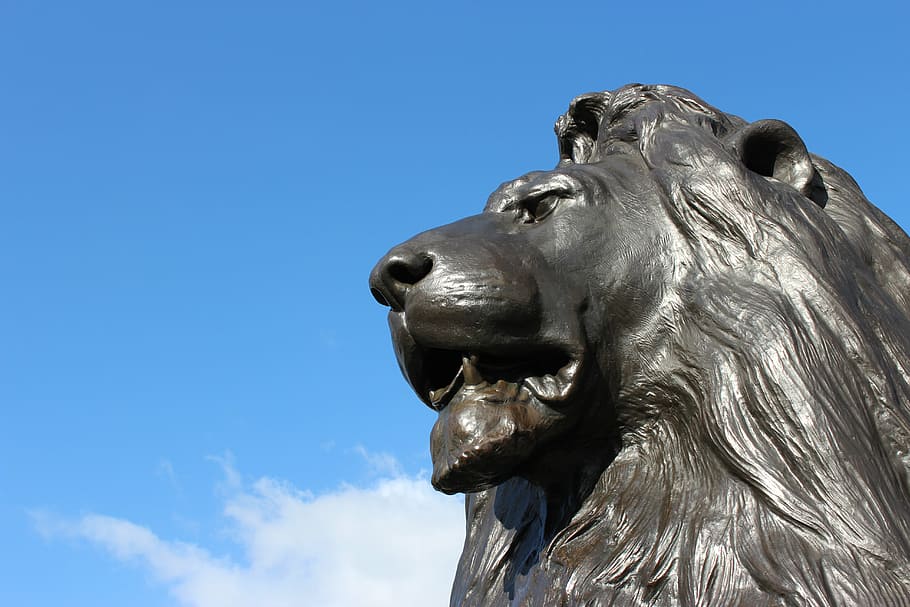 close-up photo of lion statue, leo, london, trafalgar square, HD wallpaper