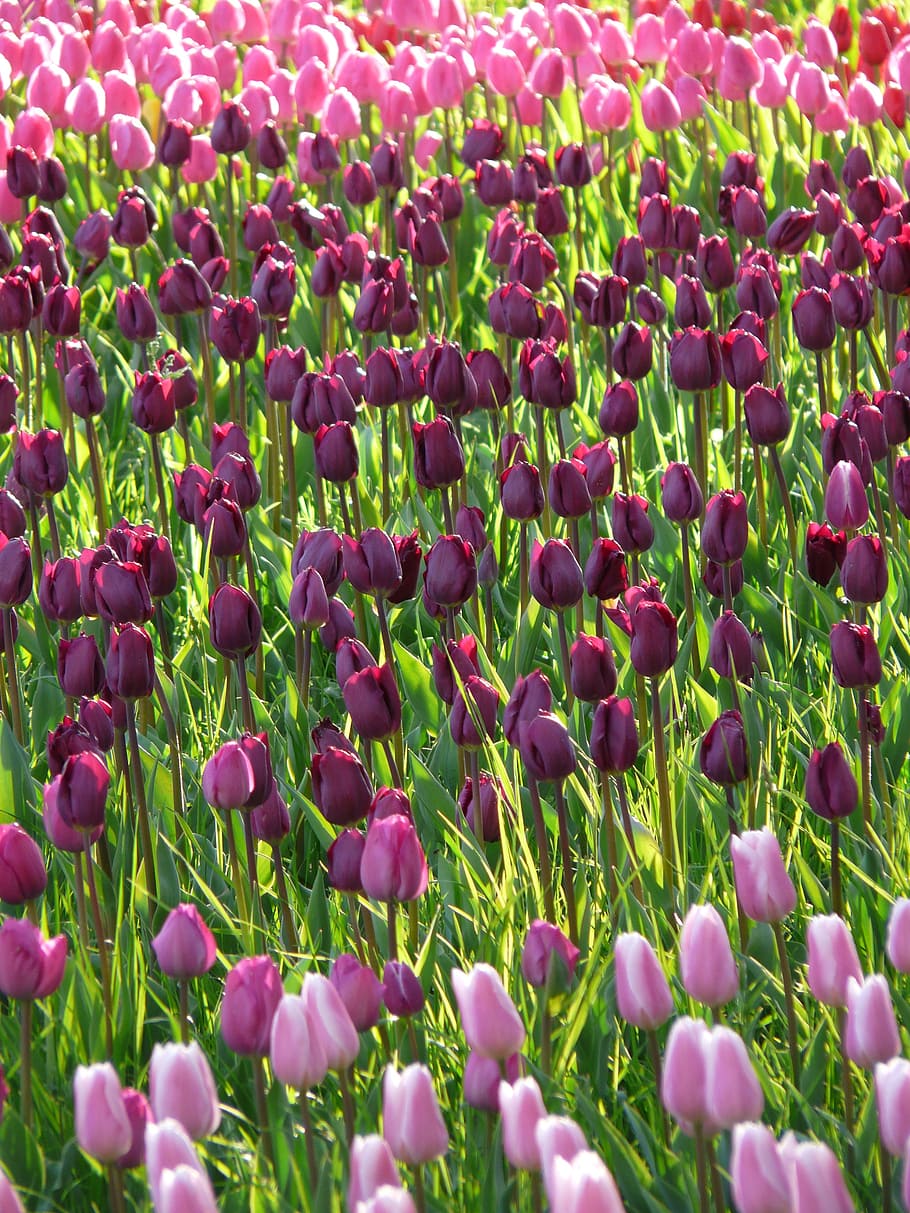 Dark Purple Tulips Wallpaper