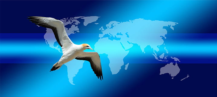 white and black booby bird flying, continents, earth, globe HD wallpaper
