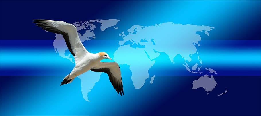 white and black booby bird flying, continents, earth, globe, world