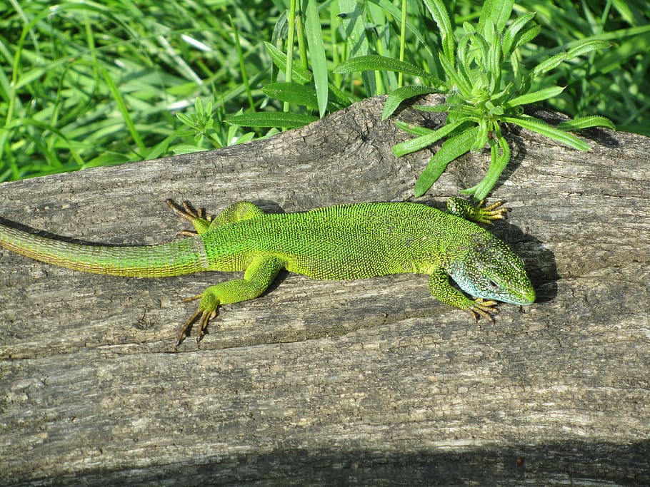 Lizard, Time, Macro, at the same time, green color, one animal HD wallpaper