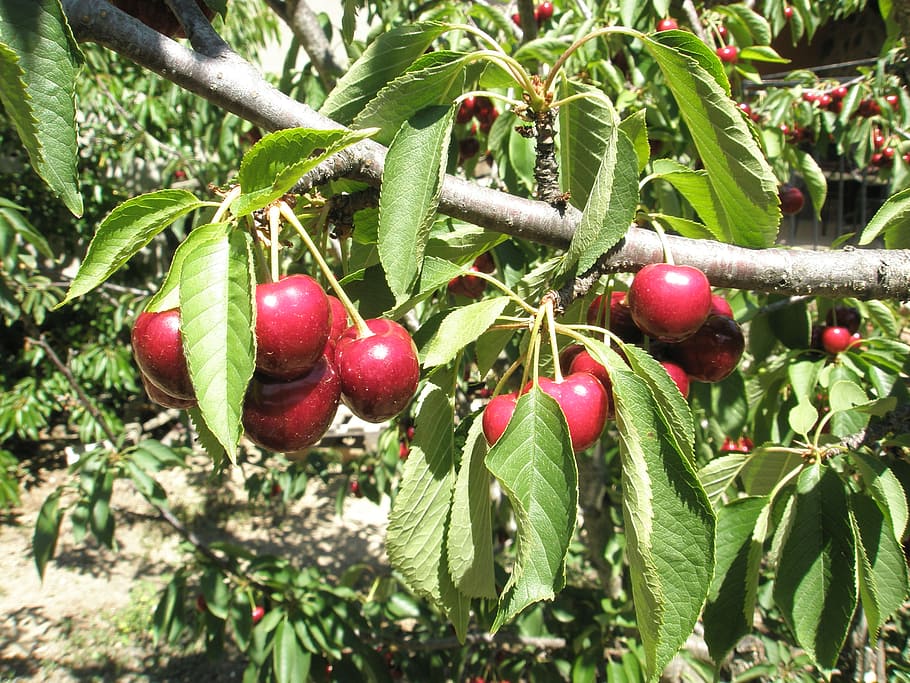cherries, cherry, leaves, fruit, food and drink, healthy eating HD wallpaper