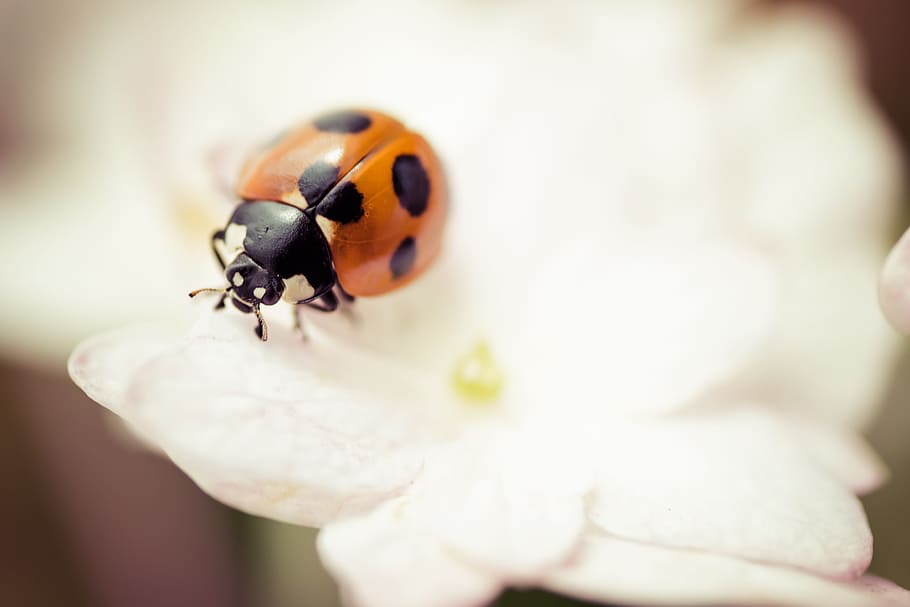 orange ladybird perching on white petaled flower in selective focus photography HD wallpaper