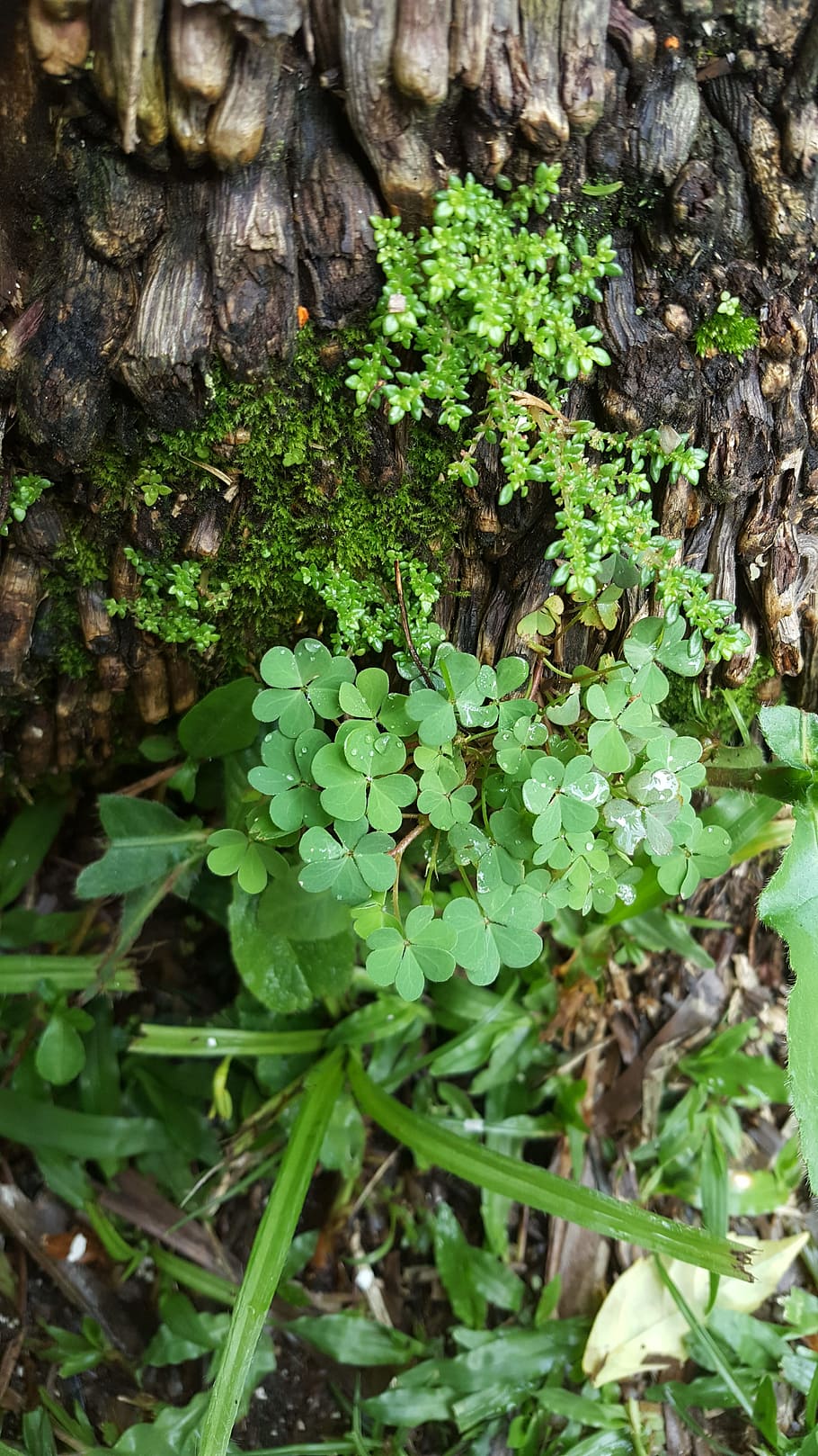 plants, tree, nature, green color, growth, animal, animals in the wild HD wallpaper