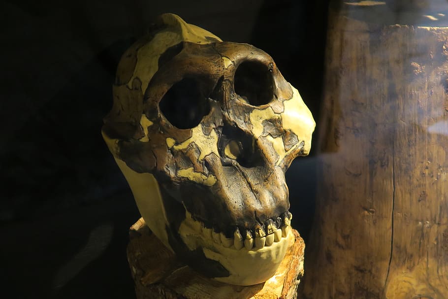 monkey, skull, skeleton, fear image, close-up, bone, indoors HD wallpaper
