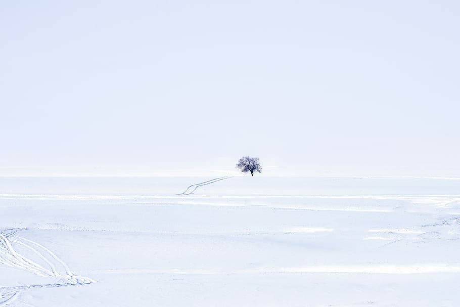 tree in the middle of snow, aerial photography of snow capped field during daytime HD wallpaper