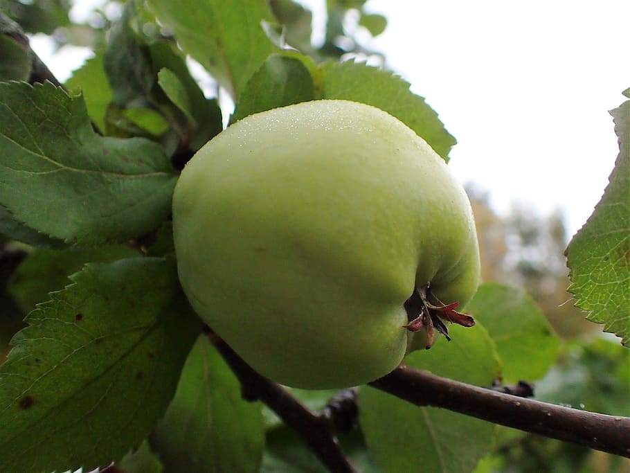 apple, green, mature, fruit, food and drink, healthy eating HD wallpaper