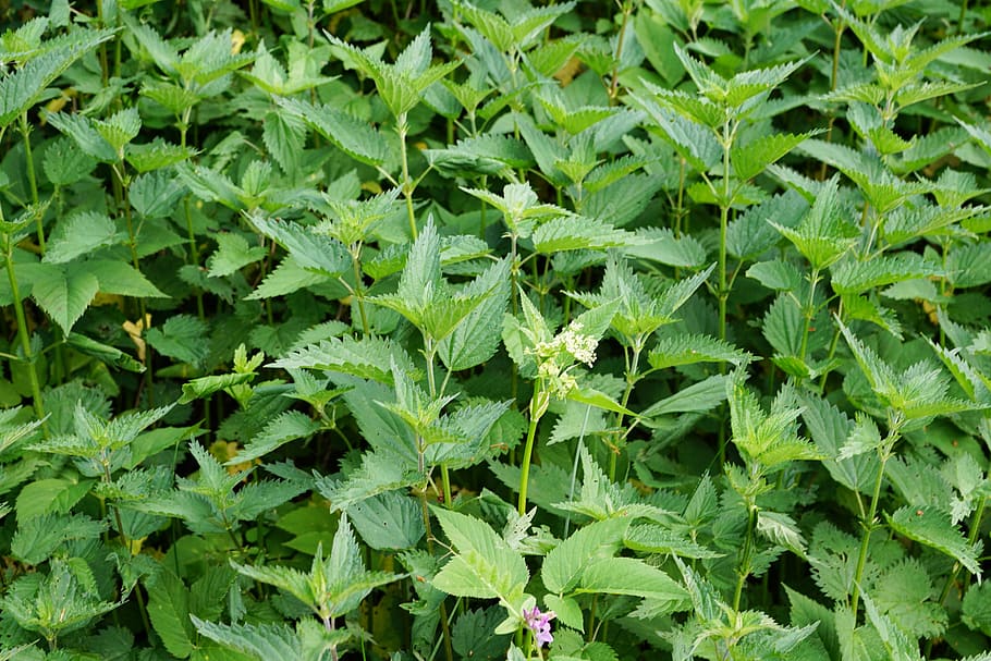 mint, peppermint, garden, tee, eat, delicious, drink, healthy HD wallpaper