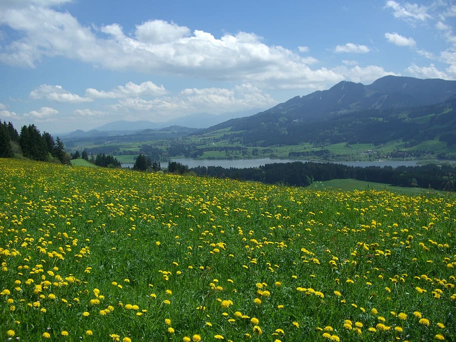 Dandelion Meadow, Alpine Pointed, edelsberg, gruentensee, allgäu, HD wallpaper
