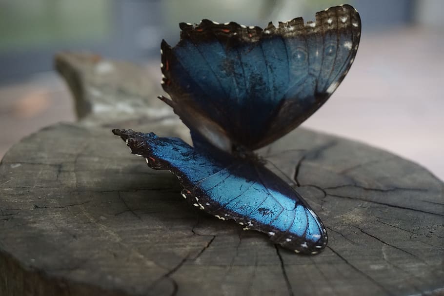 insect, butterfly, color, wing, wood - material, animal, animal themes HD wallpaper